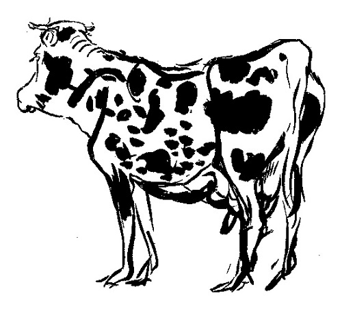 牝牛：ボナール